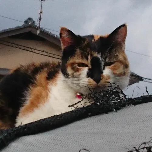 NTR 人の女を寝取り隊