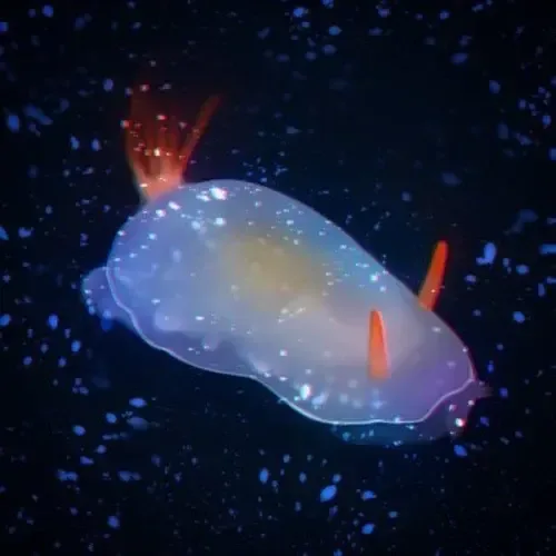 ウニウシ